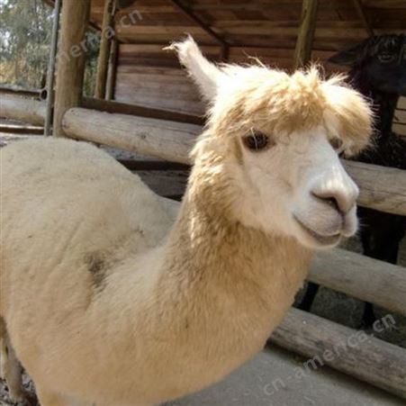 厂家回收观赏羊驼  景区呆萌羊驼养殖出售品种优良