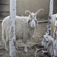 嘉硕养殖场有四角羊  五角羊  成年四角羊 羊驼出售 品质有保证