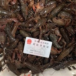 2021年新上市3月234钱小青虾潜江小龙虾规格品质一览原产地批发