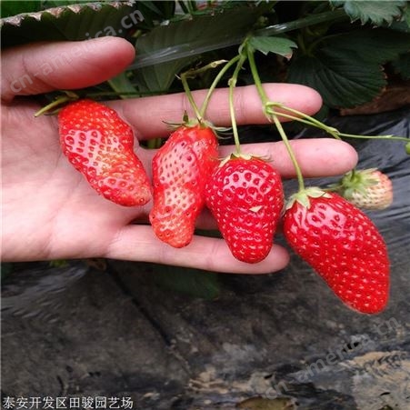 地栽草莓苗 甜查理草莓苗 奶油草莓苗苗圃常年供应