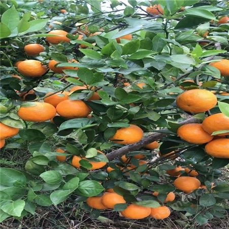 展宏 早熟砂糖橘 沙糖橘出售 苗木种植基地