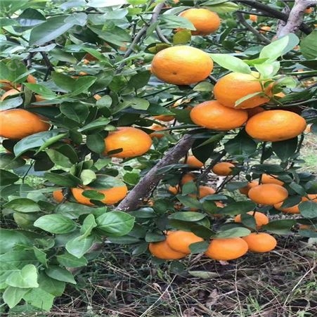 展宏 早熟砂糖橘 沙糖橘出售 苗木种植基地